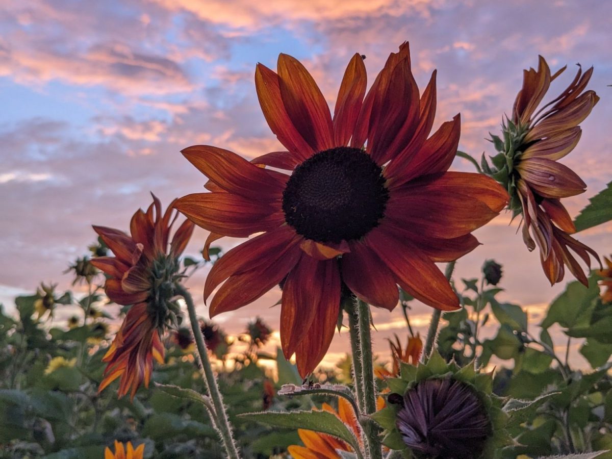 Rehabilitation and Resilience